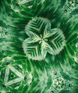 Full frame shot of fresh green plants