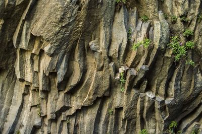 Full frame shot of tree