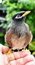 Close-up of hand holding bird