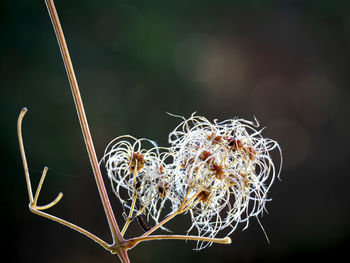 Close-up of wilted flower