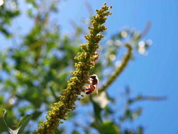 Low angle view of flower on tree
