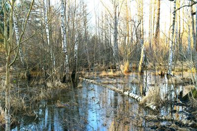 Scenic view of frozen river in forest