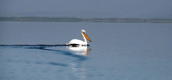 Bird flying over lake