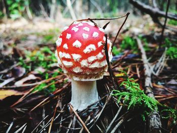 Close-up of fly agaric mushroom on field