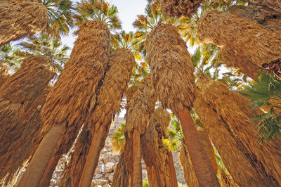 Desert fan palms in anza-borrego state park in california