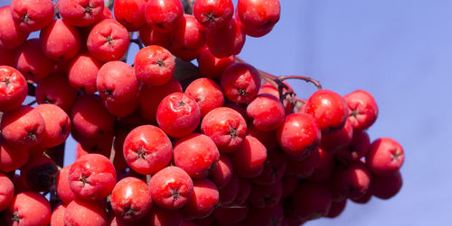 Close-up of red berries growing on plant