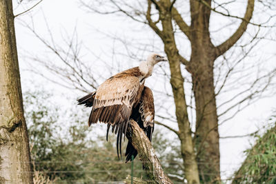 Low angle view of eagle perching on tree