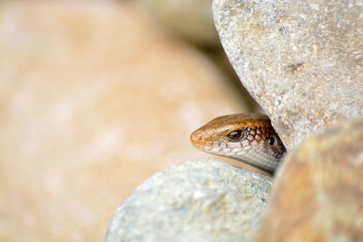 Close-up of lizard on rock