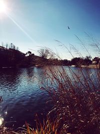 Birds flying over lake against sky