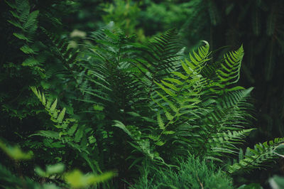 Close-up of fern leaves