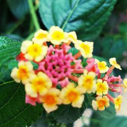 Close-up of yellow flowers