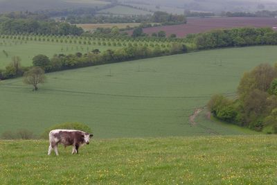 Cow standing on cultivated landscape