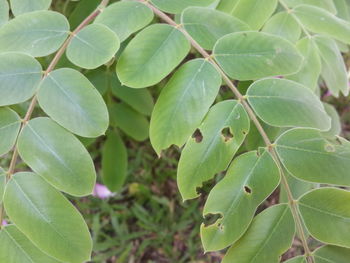 Full frame shot of fresh green leaves