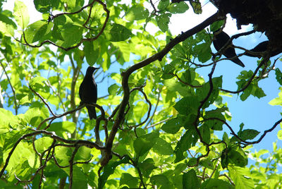 Low angle view of bird perching on tree