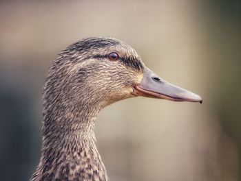 Close-up of duck