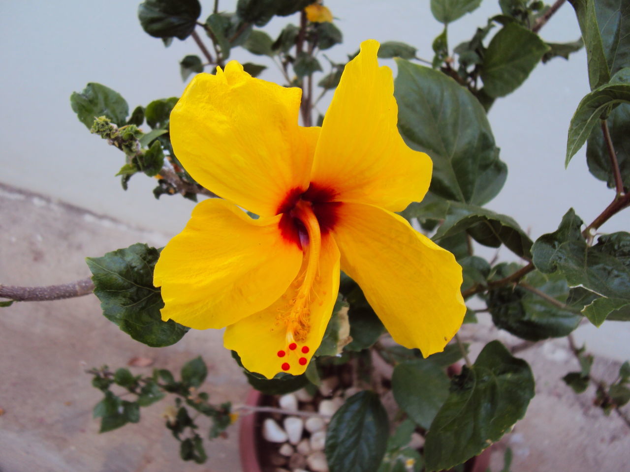 flower, yellow, fragility, growth, petal, nature, plant, flower head, close-up, focus on foreground, beauty in nature, freshness, no people, blooming, outdoors, day, pollen