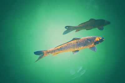 Close-up of fish swimming in water