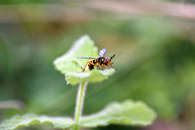 Close-up of insect on leaf