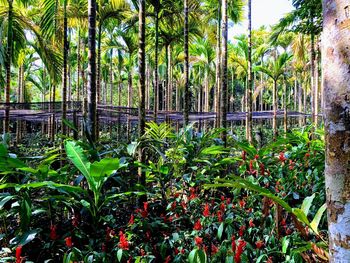 Plants and trees in forest