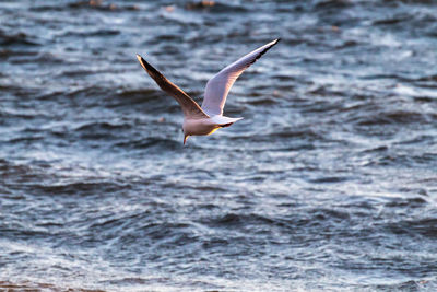 Seagull flying over sea