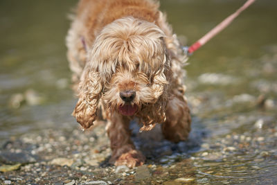 Dog looking away in water