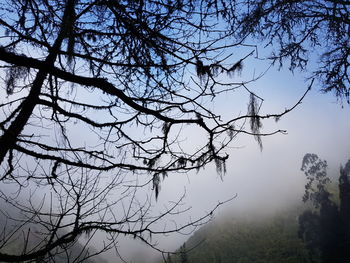 Low angle view of bare trees in forest