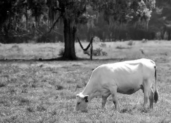 Cow on field against trees