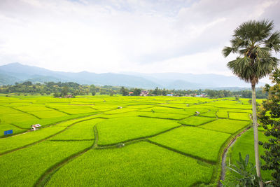 Scenic view of agricultural field against sky