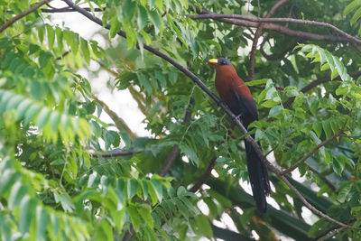 Low angle view of bird perching on tree