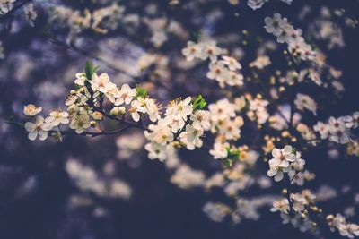 Close-up of cherry blossoms in spring