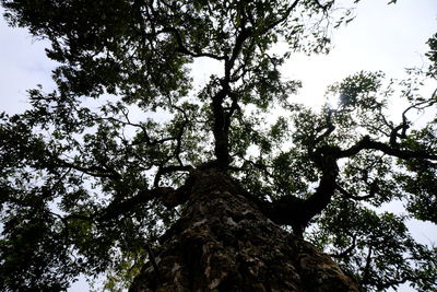 Low angle view of trees against sky