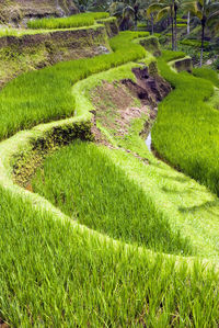 Scenic view of rice field, rice terrace at bali, indonesia.