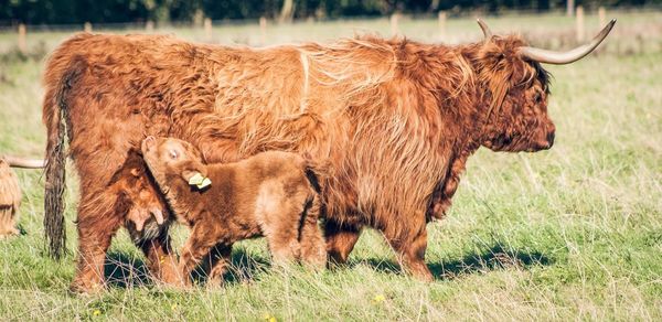 Highland cattle with calf on grassy field