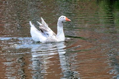 Close-up of swan swimming in lake