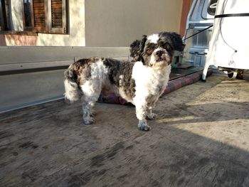 Portrait of dog standing on floor at home