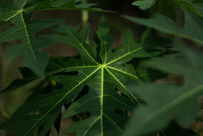 Close-up of plant