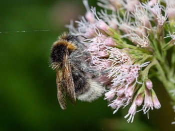 Close-up of insect on purple flowering plant