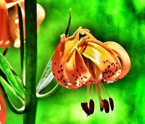 Close-up of flower against blurred background