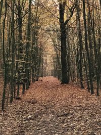 Dirt road amidst trees in forest