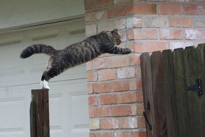 Cat looking at brick wall