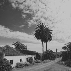 Palm trees by building against sky