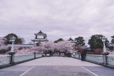 Sakura Sakura