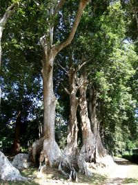 Low angle view of large tree in forest