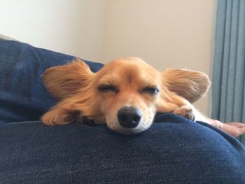 Close-up of chihuahua relaxing on lap at home