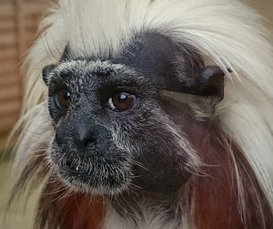 Close-up portrait of horse