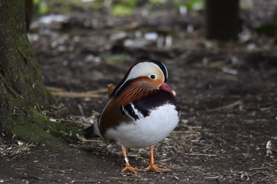 Close-up of duck on field