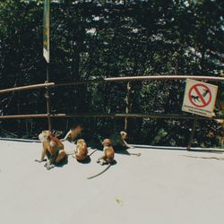 Birds by trees