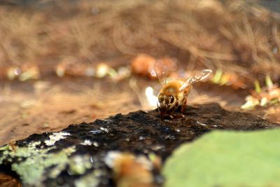 Close-up of honeybee drinking water from a backyard bee bath 