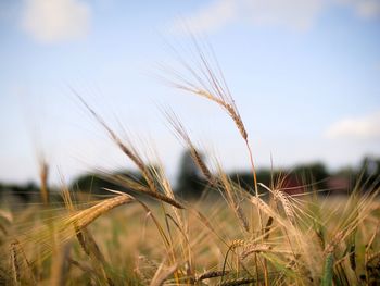 Close-up of wheat growing on field against sky