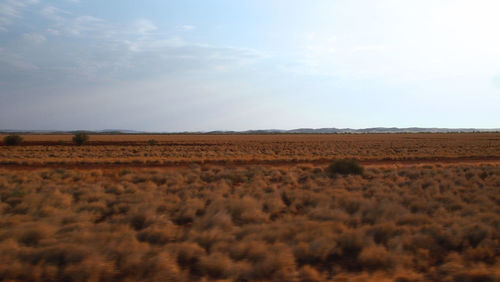 Scenic view of field against sky